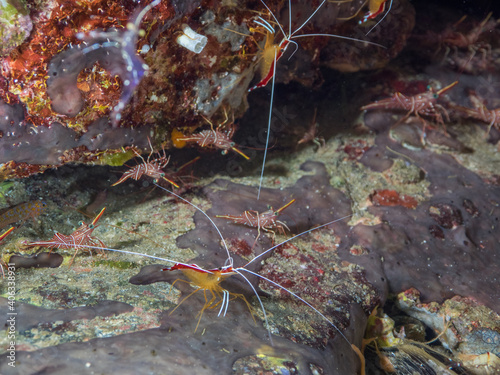 Cleaner shrimps in a crack of rock (Mergui archipelago, Myanmar) photo