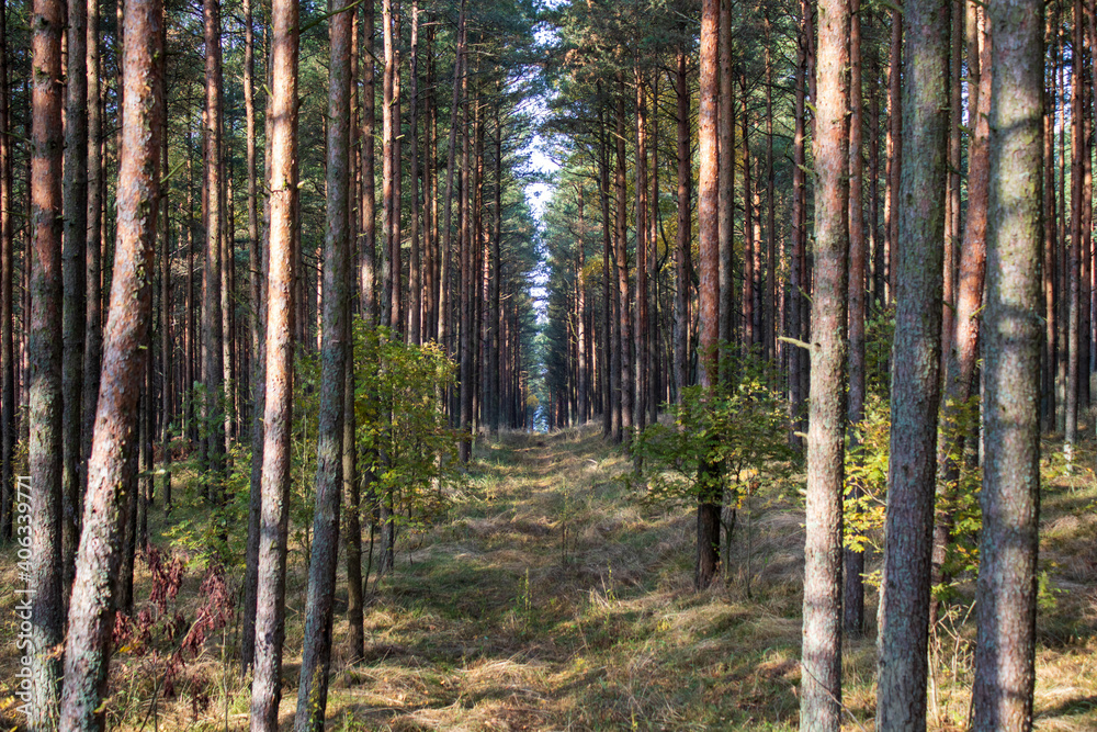 dancing forest in autumn dancing forest in autumn