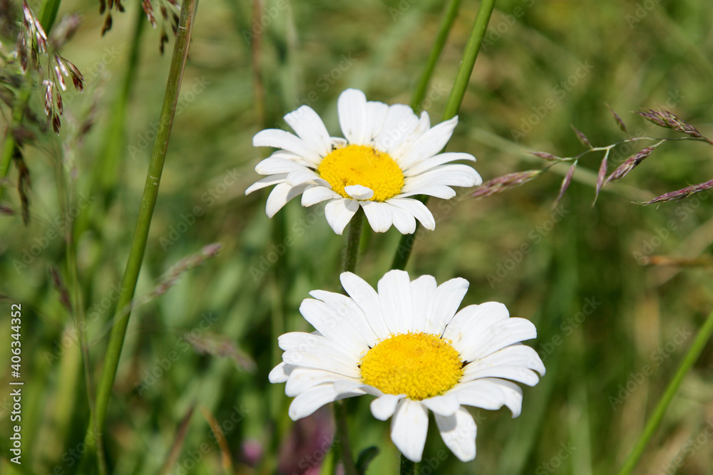 White flower with yellow blossom Leucanthemum Vulgare (dog daisy). White flower with yellow blossom Leucanthemum Vulgare (dog daisy).