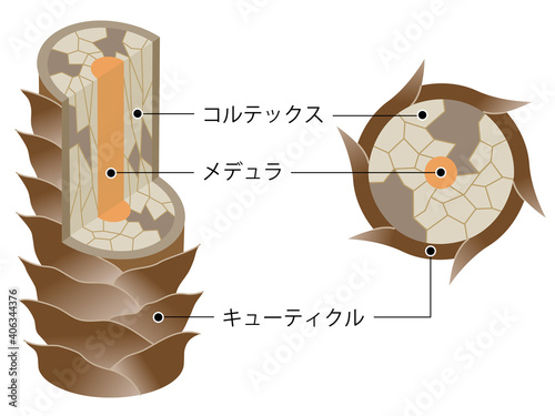 傷んだ髪　断面図