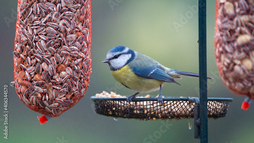 Canvas Print Birds enjoying food from a feeding pole (bird feeder)