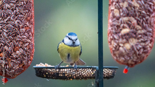 Photography Birds enjoying food from a feeding pole (bird feeder)
