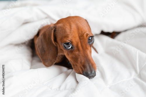 dachshund lies in the bed. white cotton blanket, space for text