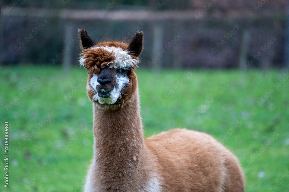 Fototapeta premium alpaca in the zoo