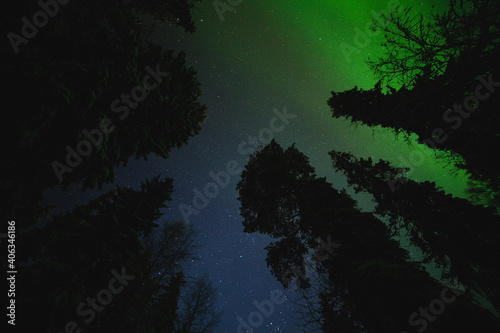 Northern lights over a deep winter forest