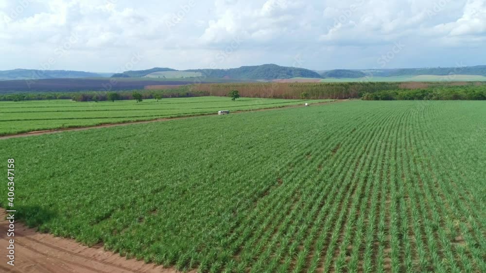 Sugarcane field at sunrise. Aerial top view of Sugarcane. Agriculture in Brazil. 4K. Sugarcane field at sunrise. Aerial top view of Sugarcane. Agriculture in Brazil. 4K.