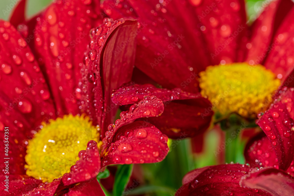 A red chrysanthemum flower close-up with water droplets. A red chrysanthemum flower close-up with water droplets.