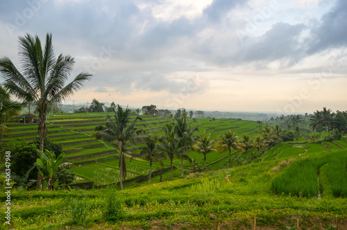 Jatiluwih rice terraces on Bali