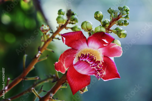 Fotografie Cannonball flower on the tree
