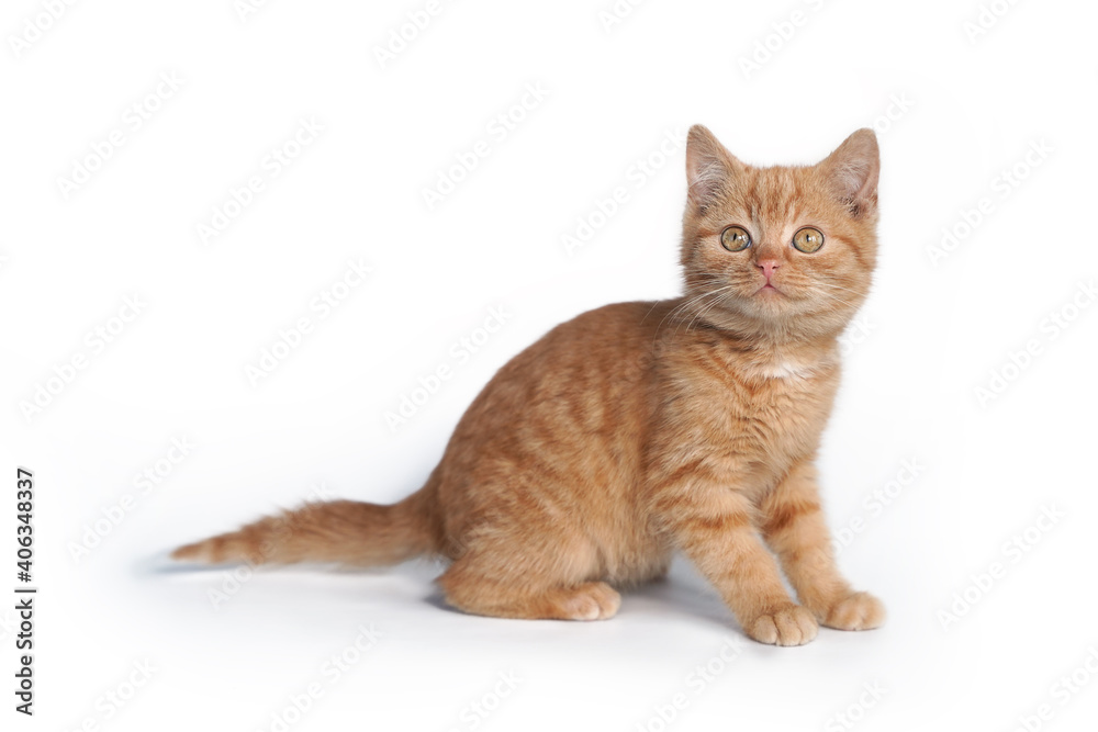 Little ginger kitten sitting isolated on white background. Little ginger kitten sitting isolated on white background.