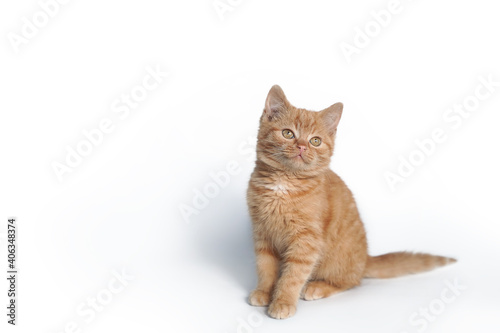 Little red kitten sitting isolated on white background.