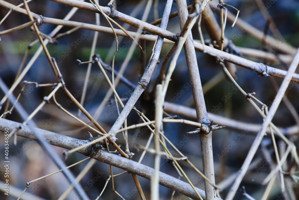 Dry bamboo branches on the ground Dry bamboo branches on the ground