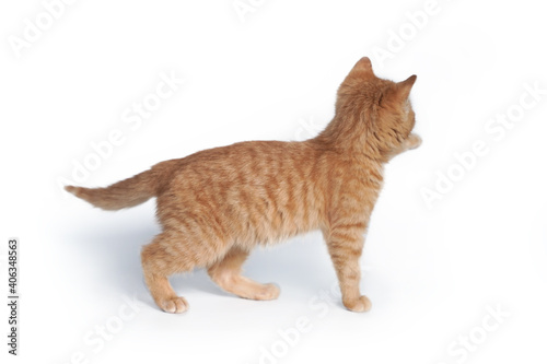 A small ginger kitten stands backwards and pulls its paw isolated on a white background.