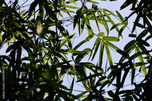 Bamboo and leaves in the garden