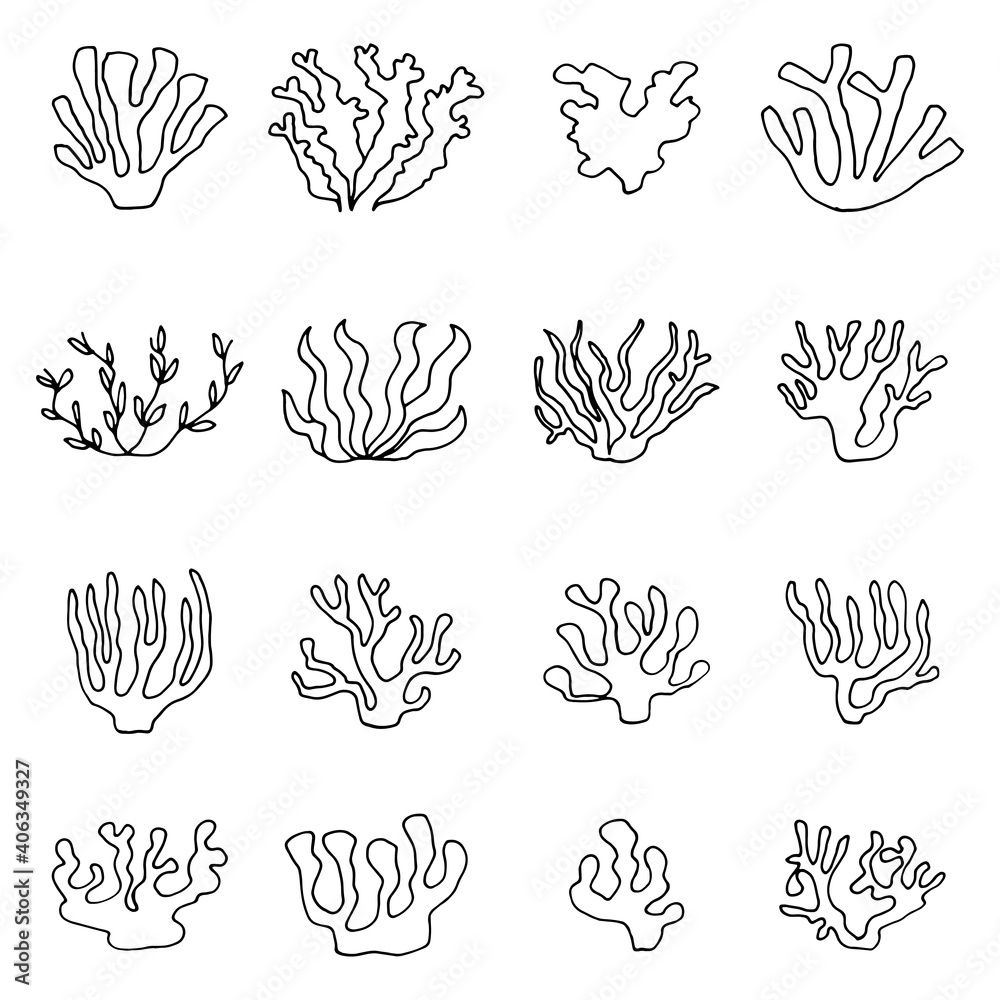 edible algae. vector set of sketches edible algae. vector set of sketches