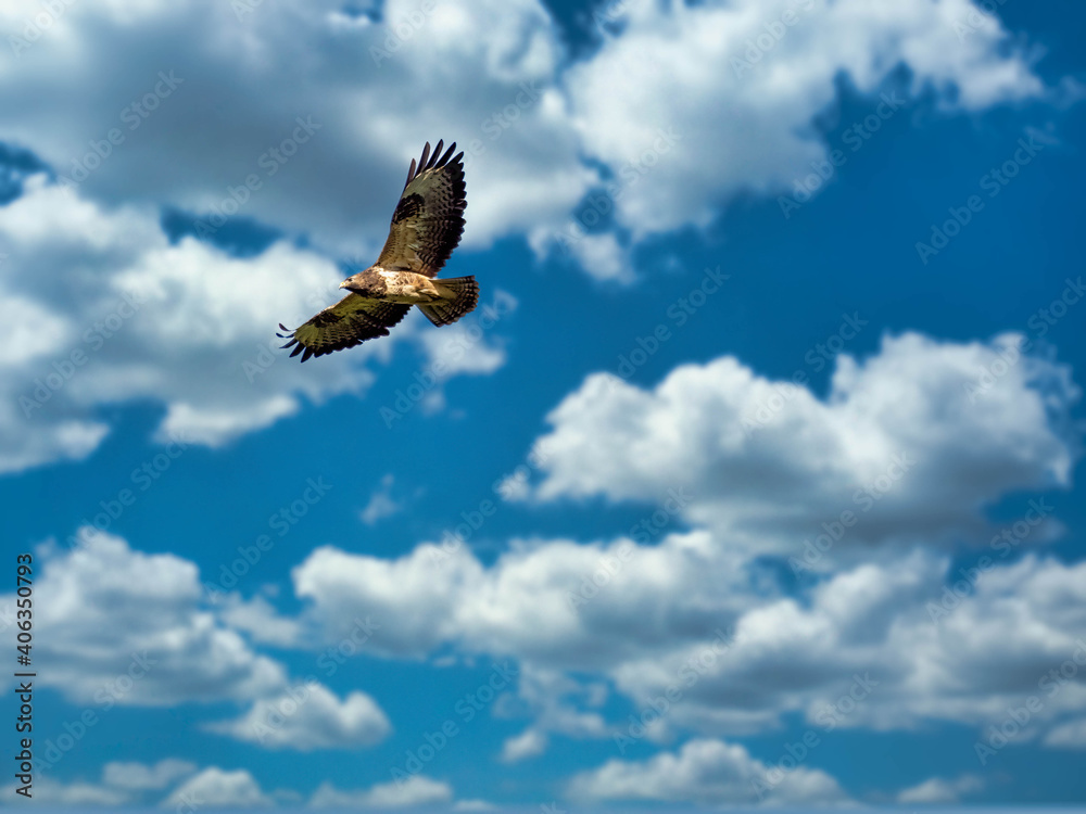 Fototapeta premium eagle in flight