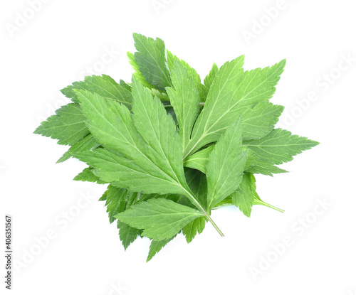 Artemisia lactiflora,green leaves on white background