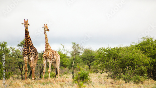 Photo Shot of two cute and tall giraffes on Safari in South Africa