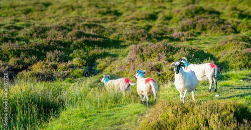 Four  sheeps with blue and red signs on the morning grass in mountains photo