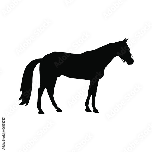 Horse collection - vector silhouette