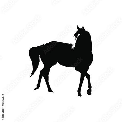 Horse collection - vector silhouette