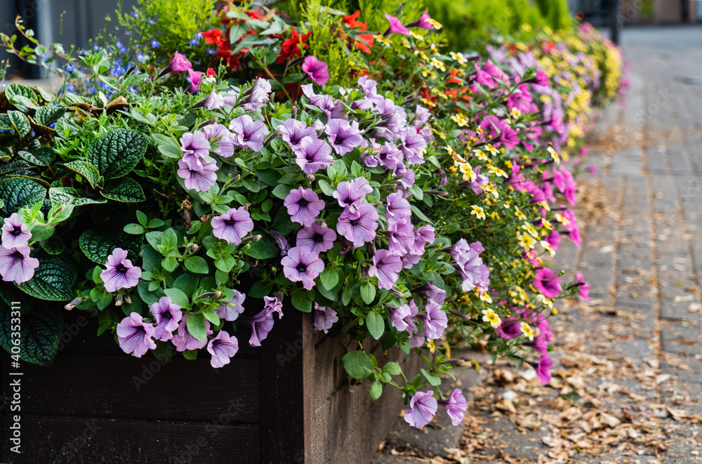 small urban garden with flowers