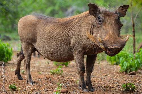 Warthog in its natural environment photo