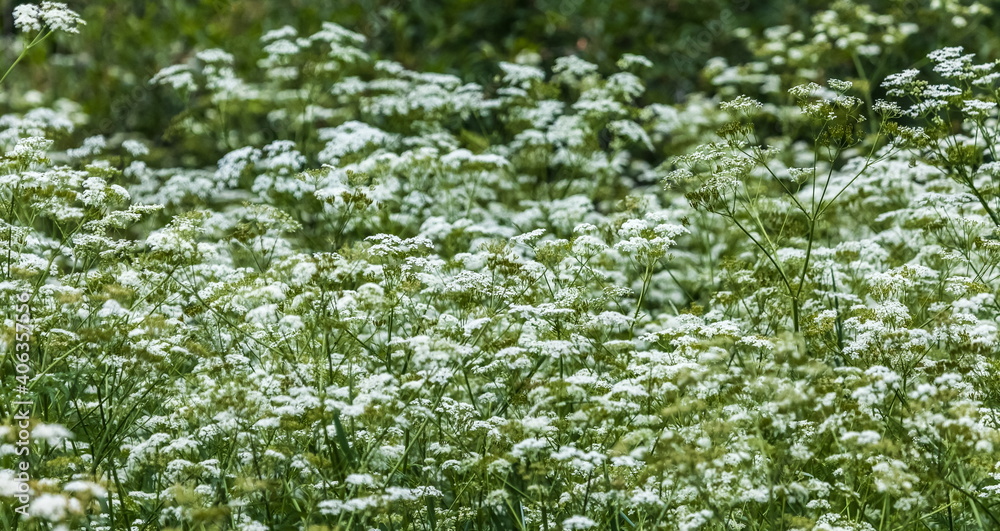White flowers close-up in a field on a green background (Background, banner, screen saver)