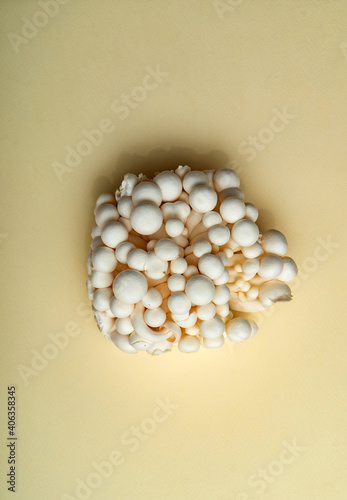 White Enoki Mushrooms, top view photo