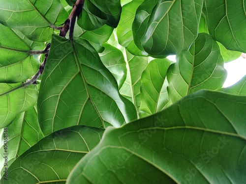 Close up Green leave of Fiddle fig or Ficus Lyrata leafs   Mobile phone quality image