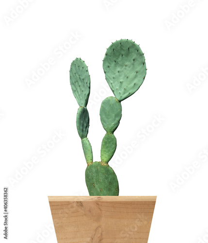 Real Cactus tree Opuntia rufida(Opuntia robusta) isolate with clipping path is on white background