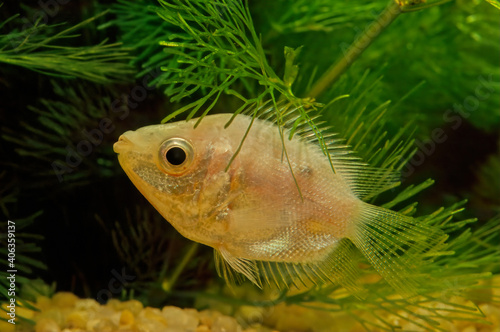 Kissing gourami photo