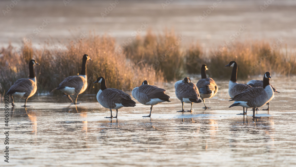 Canada Geese, Canada Goose, Branta Canadensis birds on ice Canada Geese, Canada Goose, Branta Canadensis birds on ice