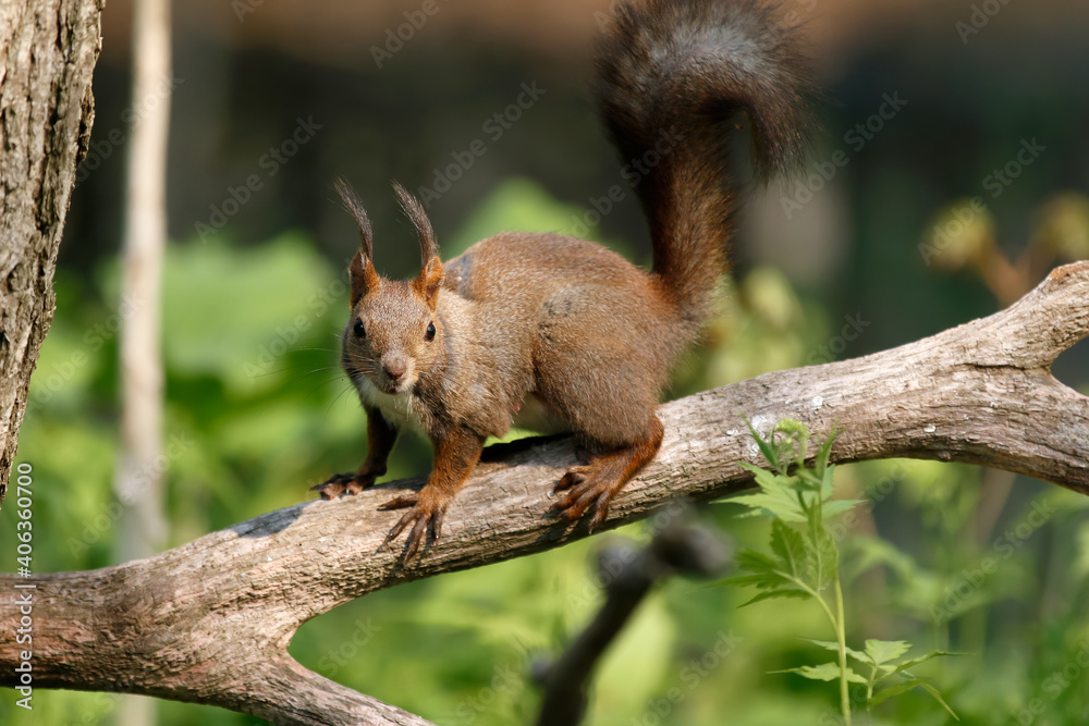 エゾリス Red squirrel エゾリス Red squirrel