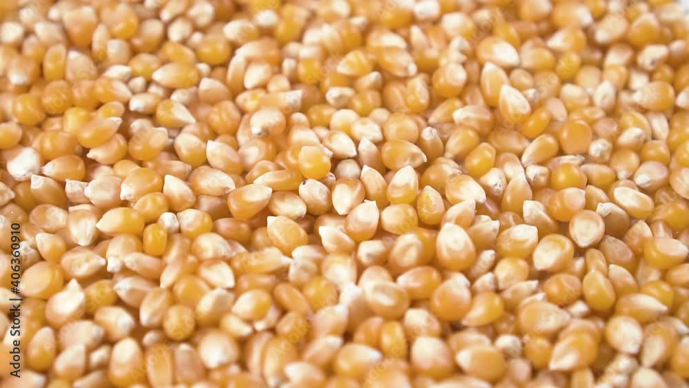 Unpopped popcorn dried corn seeds close up. Falling into a heap. Rotation. Unpopped popcorn dried corn seeds close up. Falling into a heap. Rotation.
