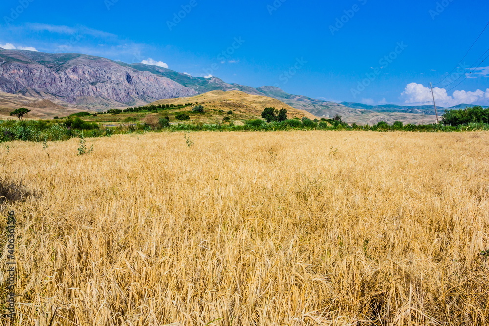 yellow cereal field selective focus yellow cereal field selective focus
