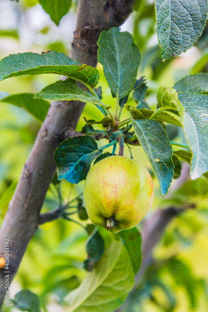 apple hanging on the apple tree branch selective focus apple hanging on the apple tree branch selective focus
