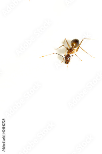 macro black garden ant background