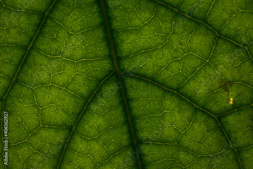 una texture creata dalla foglia di un avocado, i percorsi creati dalle vene di una foglia di avocado verde
