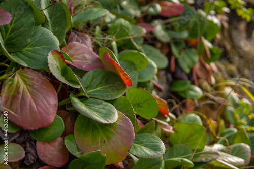 Photography The bushes of bergenia grow on the slope. Badan leaves.