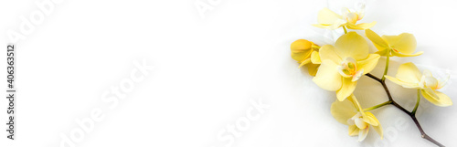  The branch of yellow orchids on white fabric background 