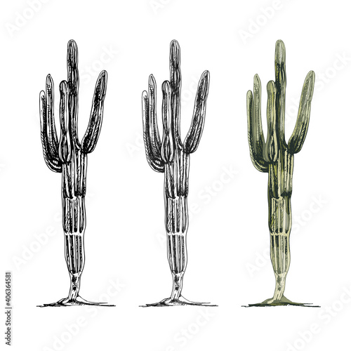 Cactus saguaro plant. Vector vintage hatching color illustration.