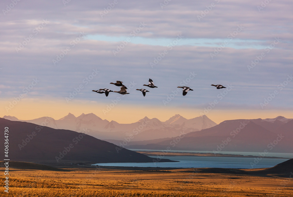 Fototapeta premium Birds in Patagonia