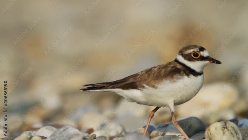 The little ringed plover on gravel bar from the Drava River The little ringed plover on gravel bar from the Drava River