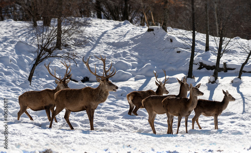 group of deer in a snowy forest - male and female European deer