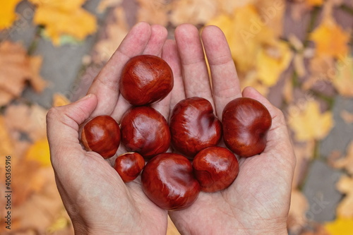 Chestnuts on girls ' palms on the background of autumn leaves