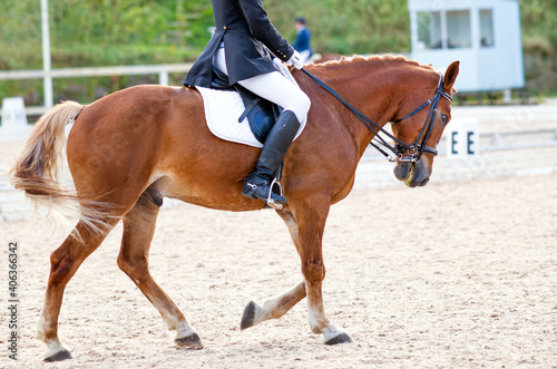 A red sports horse with a rider riding with his foot in a boot. © Alexander