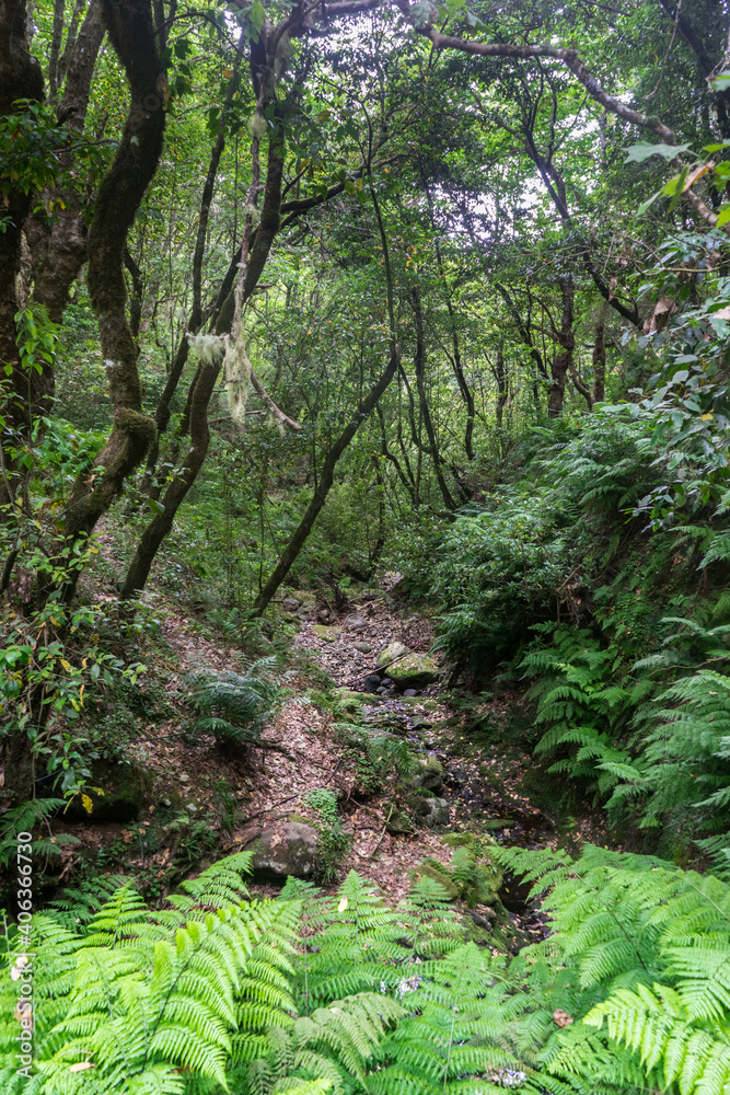 Rainforest Levada Trail on Madeira Island