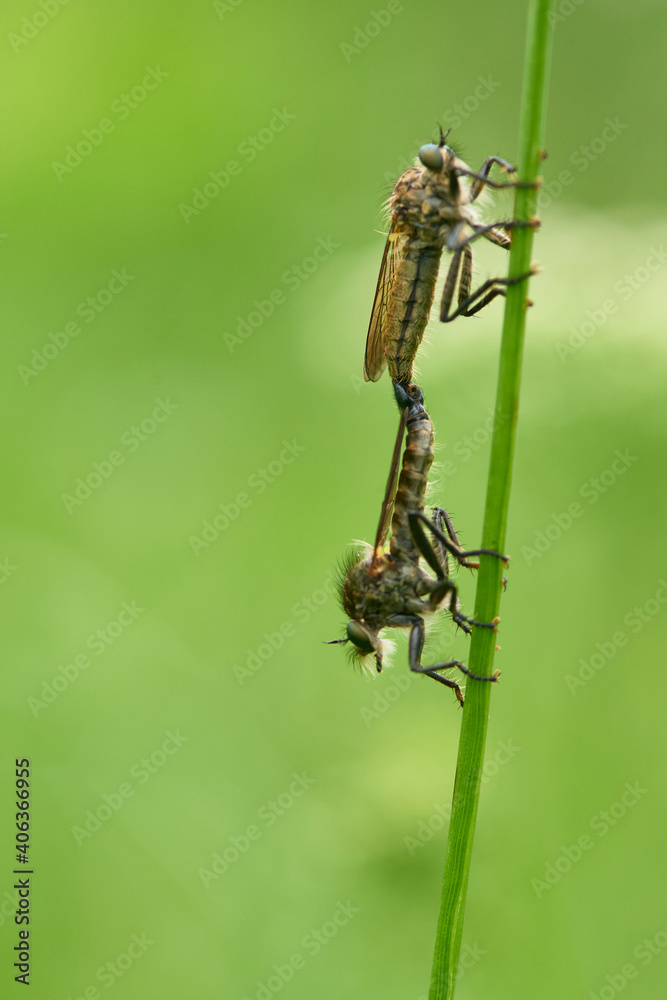 Raubfliegen oder Jagdfliegen (Asilidae) bei der Kopulation Raubfliegen oder Jagdfliegen (Asilidae) bei der Kopulation