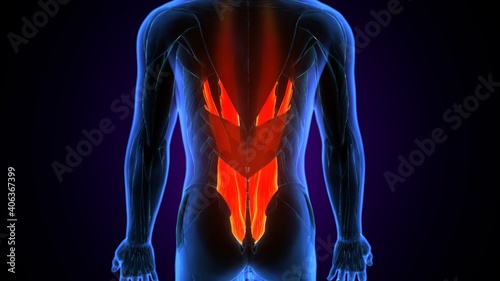 Foto 3d illustration of human body muscle parts anatomy.